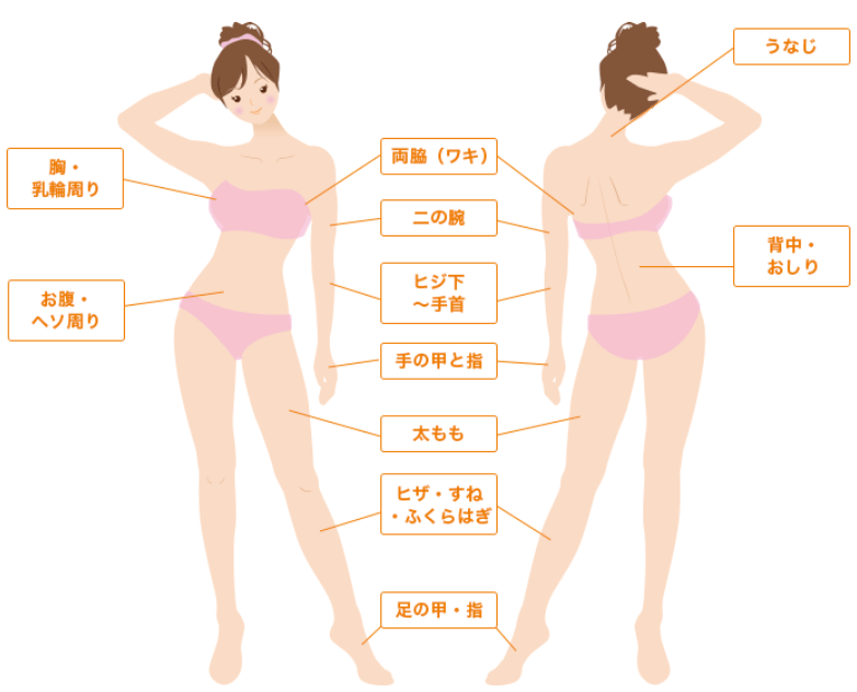 ドクター松井クリニック女性全身脱毛料金と施術範囲