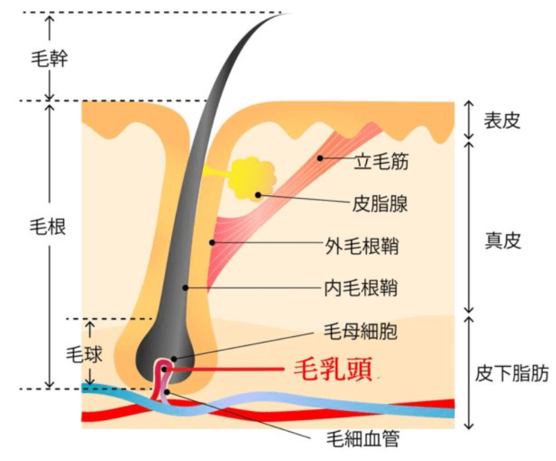 毛が伸びる仕組みの紹介
