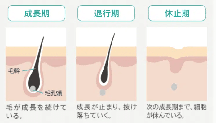 渋谷美容外科クリニックの毛周期