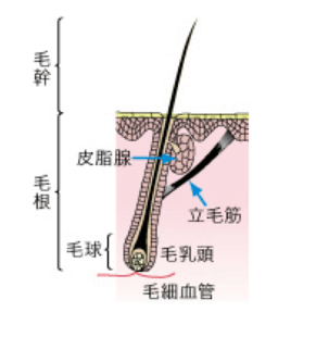 髪の成り立ちや髪が伸びる仕組みについて